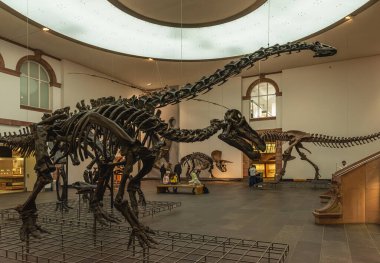 FRANKFURT AM MAIN, ALMANY-MARCH 09, 2022: Senckenberg Doğa Tarihi Müzesi, Frankfurt, Almanya