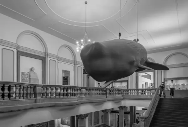Frankfurt Main Alemanha Março 2022 Modelo Baleia Espermática Museu Natural — Fotografia de Stock