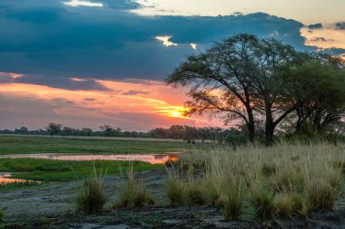 View of the landscape at the Chobe River in Botswana clipart