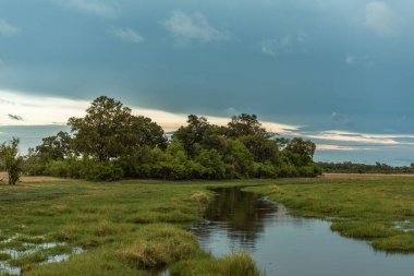 Botswana 'daki Khwai Nehri' nin güzel manzarası.