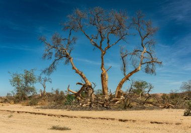 Batı Namibya 'daki kurumuş Ugap Nehri boyunca bitki örtüsü