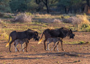 Kara antilop, gnokai cinsi, buzağı dişisi.