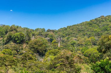 Tropical rainforest in Volcan Baru National Park, Chiriqui, Panama clipart