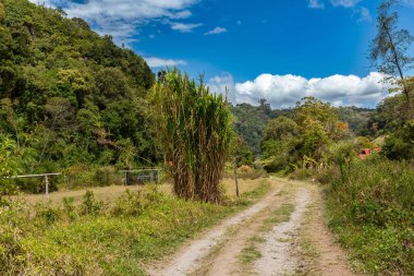 Volkan Baru Ulusal Parkı, Chiriqui, Panama 'da tropik yağmur ormanları