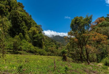 Volkan Baru Ulusal Parkı, Chiriqui, Panama 'da tropik yağmur ormanları
