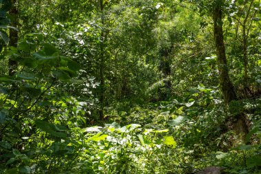 Volkan Baru Ulusal Parkı, Chiriqui, Panama 'da tropik yağmur ormanları