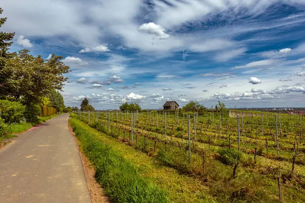 stock image View from the Florsheimer Warte to the Rhine-Main plain, Hesse, Germany