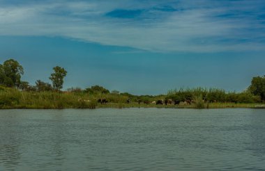 Okavango Nehri kıyısında sığır sürüsü, Namibya