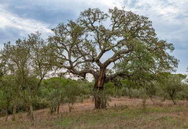 Old Cork Oak, Quercus Suber, Alentejo, Portekiz, Avrupa