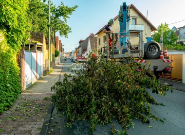 FRANKFURT AM MAIN, ALMANY-HAZİRAN 16 HAZİRAN 2025: Fırtınadan sonra düşen bir ağacın kaldırılması