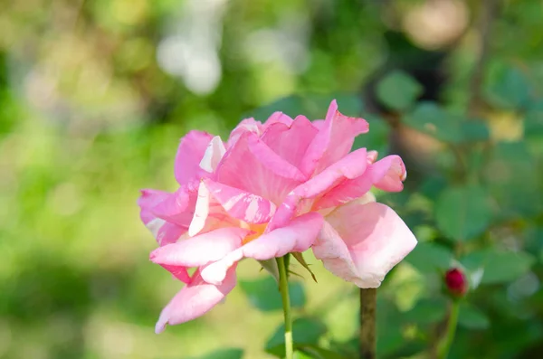 Rose flowers on nature background.Flowers love.