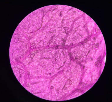 Stoma plants cells find with microscope 10x education concept.