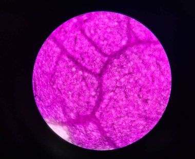 Stoma plants cells find with microscope 10x education concept.
