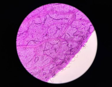 Stoma plants cells find with microscope 10x education concept.