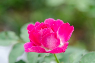 Rose flower flowers of sweet love.