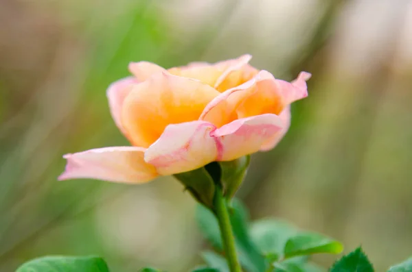 Rose flower flowers of sweet love.