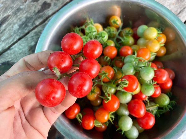 Fresh Red Tomato Fruit Healty — Stock Photo, Image