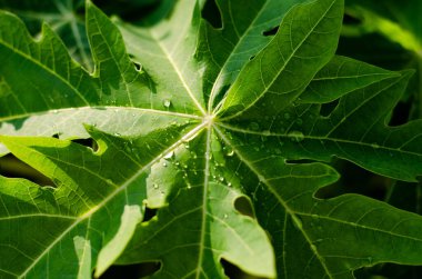 Taze yeşil yaprak doğa arka planı.