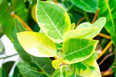 Doğadaki yeşil bitkileri kapat.