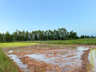 Tarım kavramında yeşil uçtu.