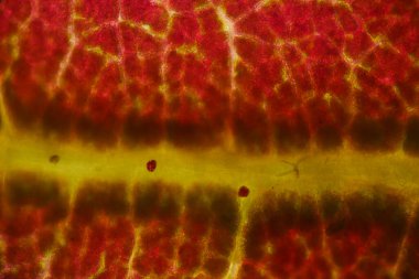 Kırmızı bitkiler hücre dokusu arkaplanı.