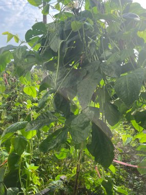 Çiftlik arazisinde taze sebze.