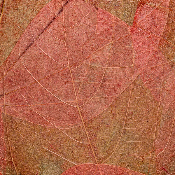 Autumn leaves dried and pressed in close up