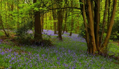 Ormanda çan çiçeğinden bir halı