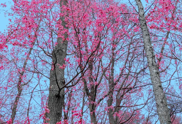 Folhagem Rosa Árvores Primavera Contra Céu Azul Claro — Fotografia de Stock