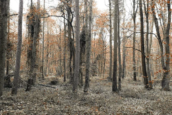 Μια Φθινοπωρινή Σκηνή Ένα Δάσος Υψηλή Αντίθεση Φωτογραφία Αρχείου