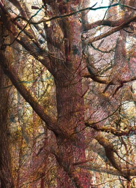 Sonbahar ağaçlarının soyut örtüşen görüntüsü