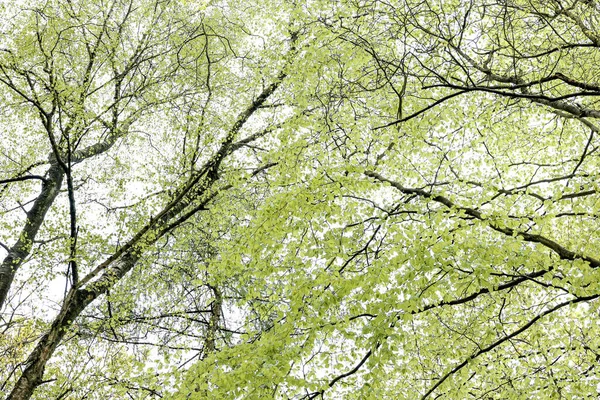 Stock image Delicate foliage on a canopy of trees in spring against a clear bright sky