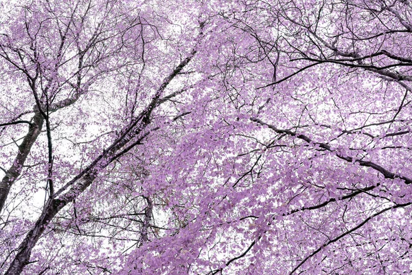 Follaje Rosado Sobre Dosel Los Árboles Primavera Contra Cielo Claro — Foto de Stock