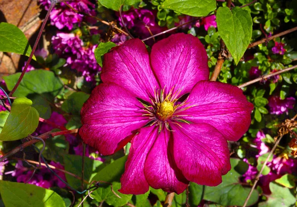 Eine Einzige Tiefrote Klematisblüte — Stockfoto