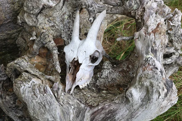 An animal skull in close up