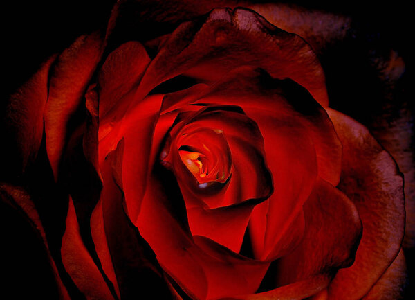 A beautiful red rose close up with a glowing centre for valentine's day