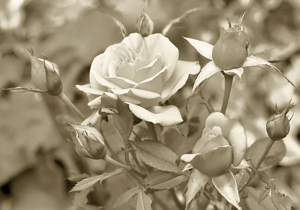 Krásná Bílá Růže Obojku Historickým Sépiovým Efektem — Stock fotografie
