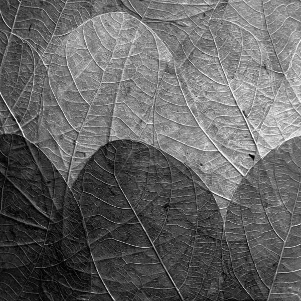 Leaves pressed and dried close up background in black and white