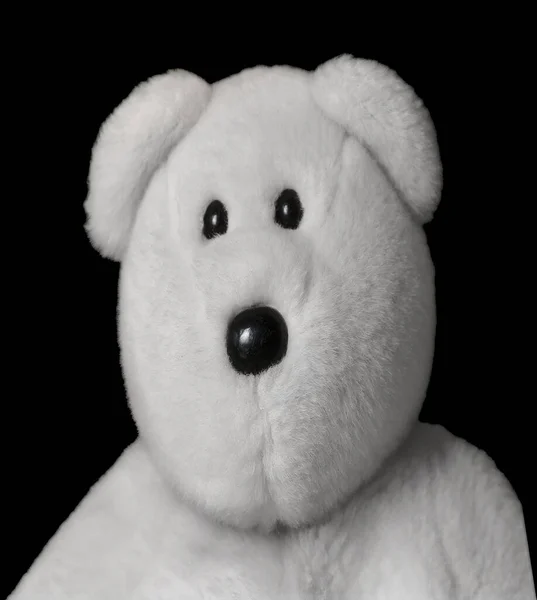 A white teddy bear head and shoulders isolated on a black background
