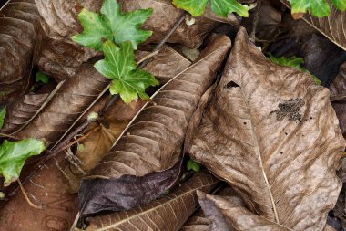 Ivy ve ölmüş sonbahar yaprakları yakın bir bahçede.