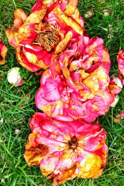 Düşmüş kırmızı kamelya çiçekleri çimlerin üzerinde 