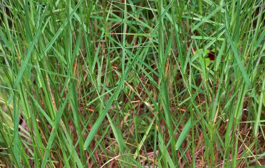 Grass gone wild in close up clipart