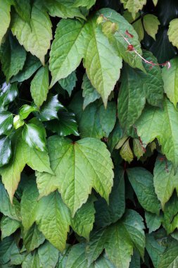 Sarmaşık ve sarmaşık bir duvar.