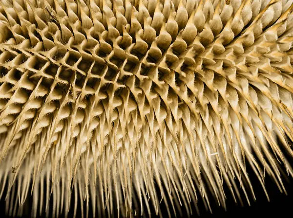 stock image A teasel macro close up