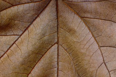 Sonbahar yaprağı makrosu damar deseni ile kapatın