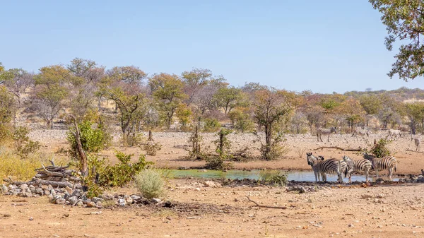 Μια Herd Zebras Equus Burchelli Πόσιμο Στο Νερόλακκο Ongava Private — Φωτογραφία Αρχείου