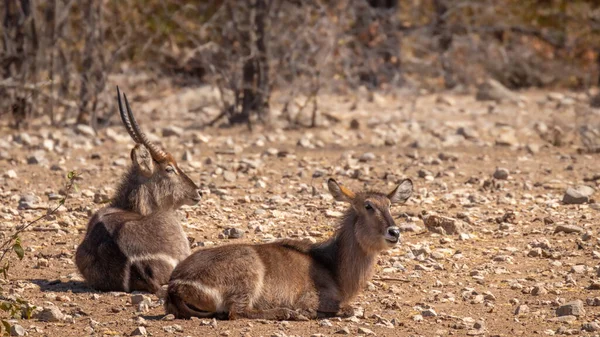男性と女性のウォーターバック Kobus Ellipsiprymnus が横たわっている Ongava Private Game Reserve Etoshaの隣人 ナミビア — ストック写真