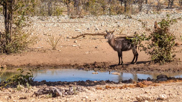 Ein Wasserbock Kobus Ellipsiprymnus Einem Wasserloch Ongava Private Game Reserve — Stockfoto