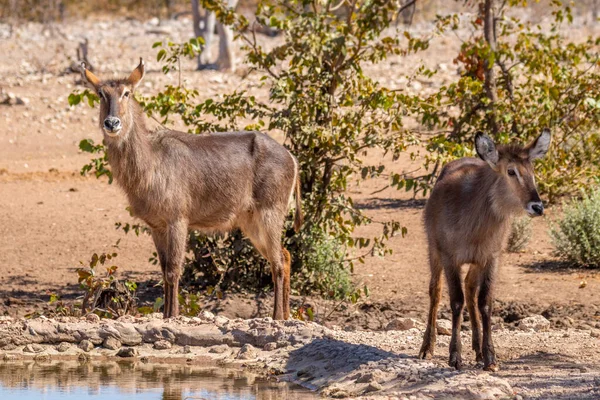 Waterbucks Kobus Ellipsiprymnus Waterhole Ongava Private Game Reserve Neighbour Etosha — Stock Photo, Image