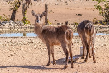 Waterbucks (Kobus Ellipsiprymnus) bir su birikintisinde dilini dışarı çıkaran, Ongava Özel Oyun Rezervi (Etosha 'nın komşusu), Namibya.